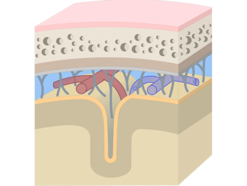 Cross-section of the meninges showing Skin, Bone, Cerebral cortex, Cerebral medulla layers