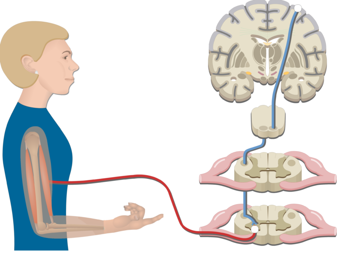 Pyramidal Tract Pathway