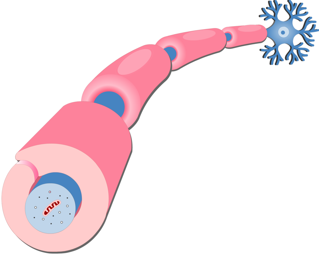 An image showing the myelination process around the axon of neuron by Schwann Cells