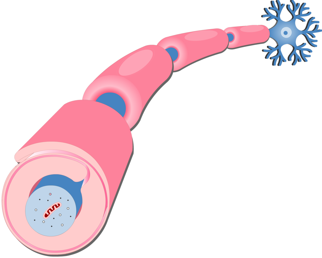 An image showing the myelination process around the axon of neuron by Schwann Cells