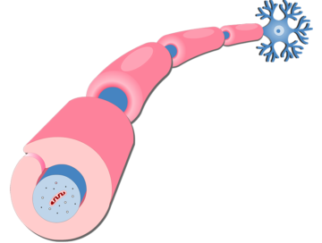 An image showing an axon of a neuron Myelinated by Schwann Cells after the Myelination process