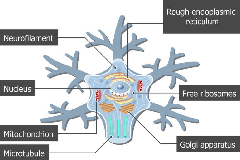 largest cell of human body neuron