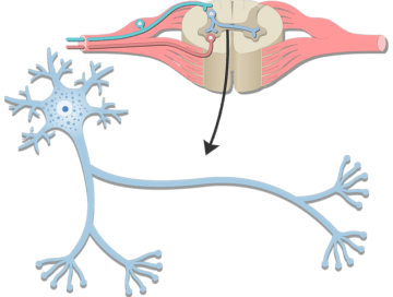 Spinal cord segment (cross section) and neuron structure