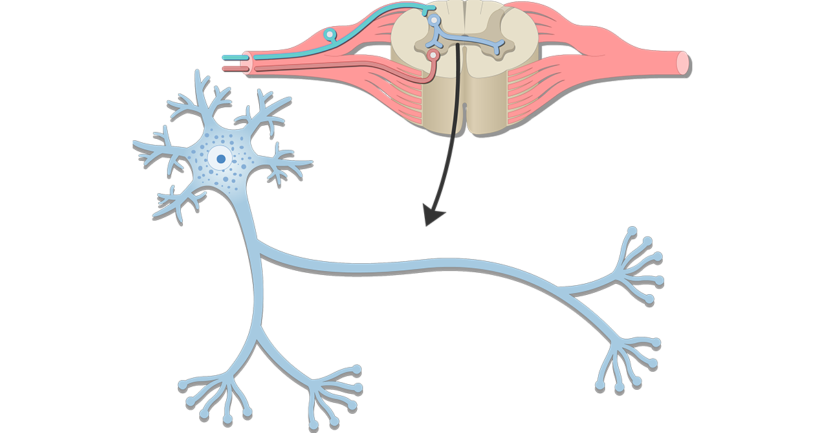 Parts of a neuron labeled and neuron structure | GetBodySmart