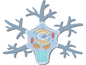 An image showing the neuron cell body and it's structures