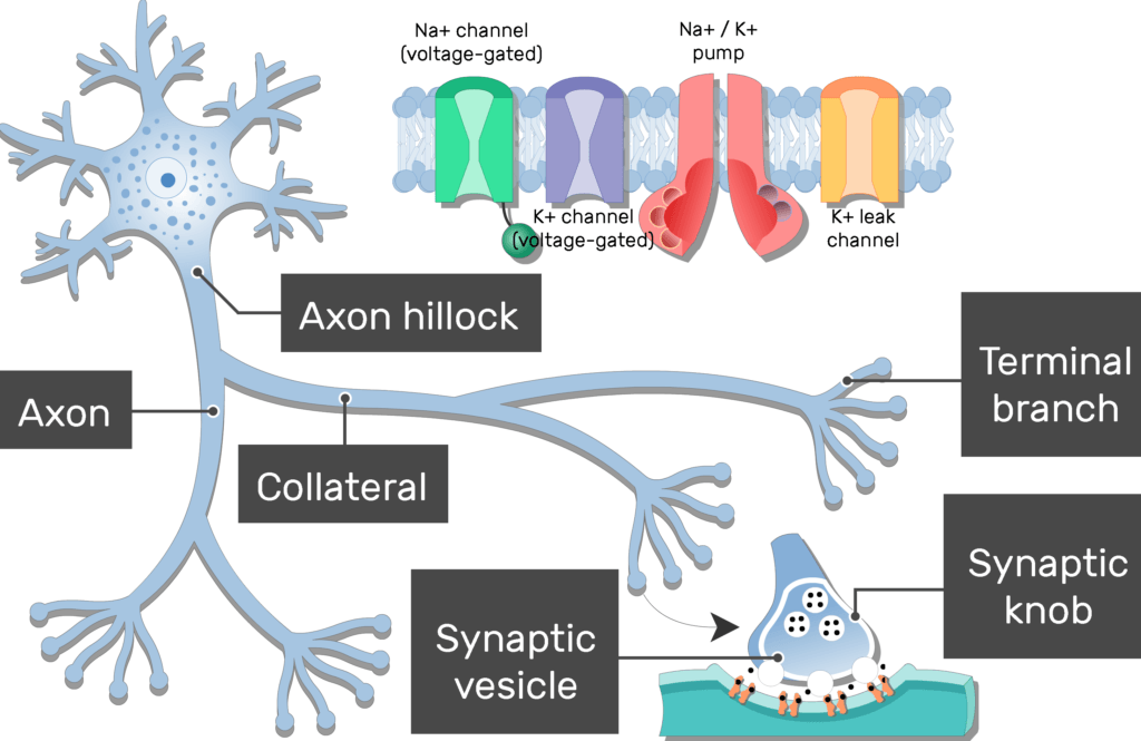 An image showing the neurotransmitter secretion out of the Synaptic vesicles of the terminal branches of a neuron axon
