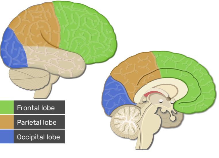 Cerebral Cortex Lobes Fissures Gyri And Sulci