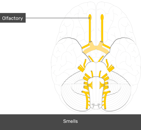 Cranial Nerves Anatomy And Functions