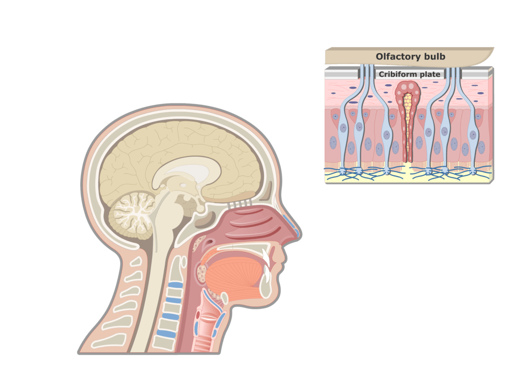 A midsagittal view and zoom-in of the olfactory mucosa