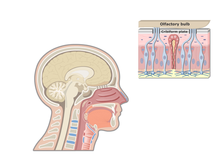 olfactory nose