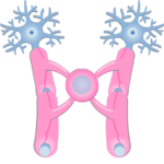 An image showing the Oligodendrocytes giving branches to neurons axons through its Cytoplasmic processes