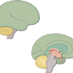 An image showing the lateral and sagittal view of the brain