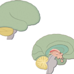An image showing the lateral and sagittal view of the brain