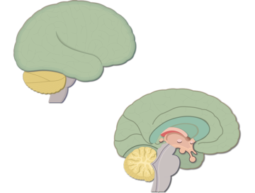 An image showing the lateral and sagittal view of the brain