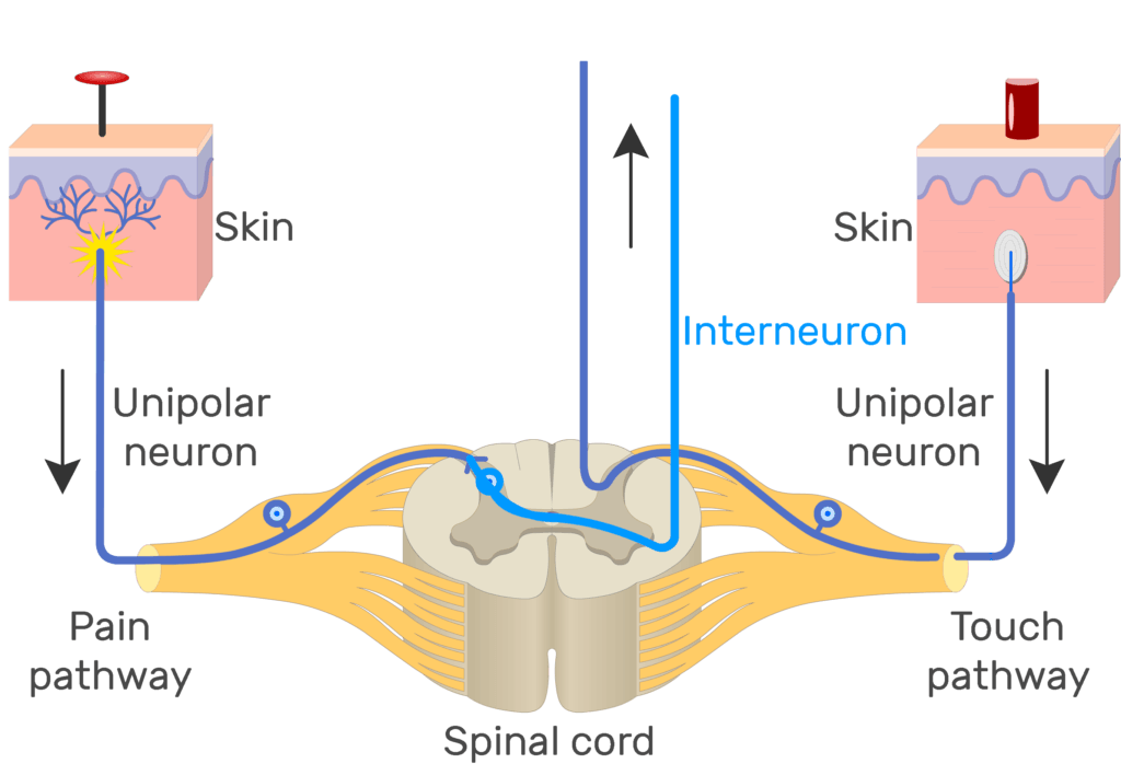 An image showing the action potential moving through pain pathway of a unipolar neuron which connects between the organ and the CNS