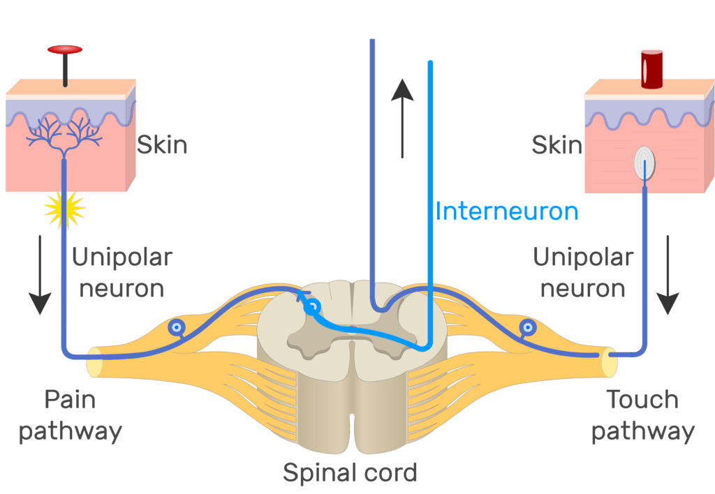 An image showing the action potential moving through pain pathway of a unipolar neuron which connects between the organ and the CNS
