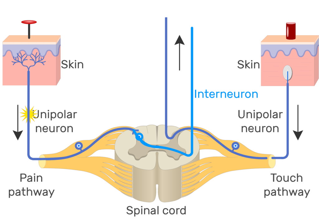 An image showing the action potential moving through pain pathway of a unipolar neuron which connects between the organ and the CNS