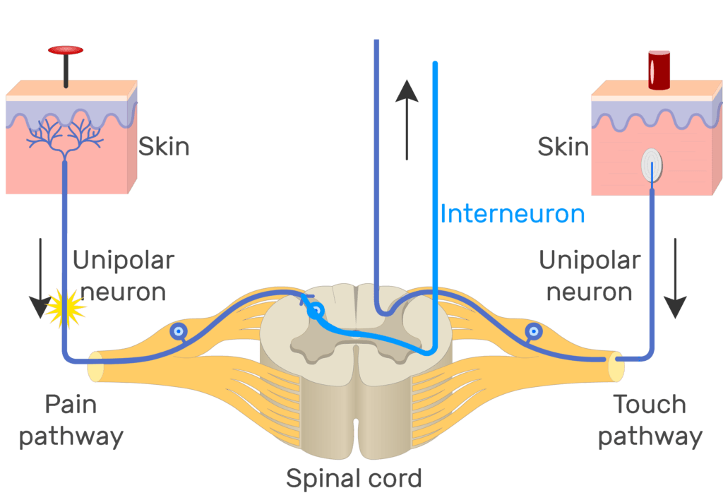 An image showing the action potential moving through pain pathway of a unipolar neuron which connects between the organ and the CNS