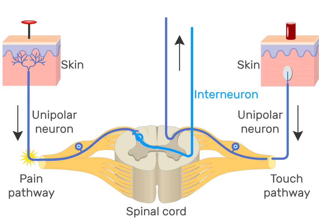 An image showing the action potential moving through pain pathway of a unipolar neuron which connects between the organ and the CNS
