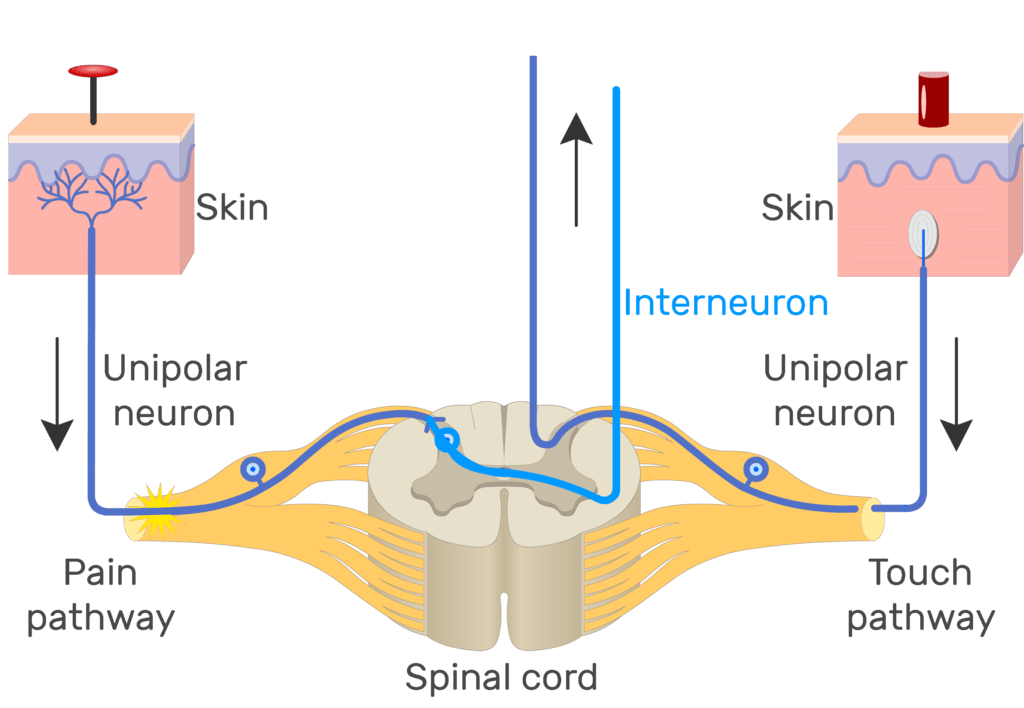 An image showing the action potential moving through pain pathway of a unipolar neuron which connects between the organ and the CNS