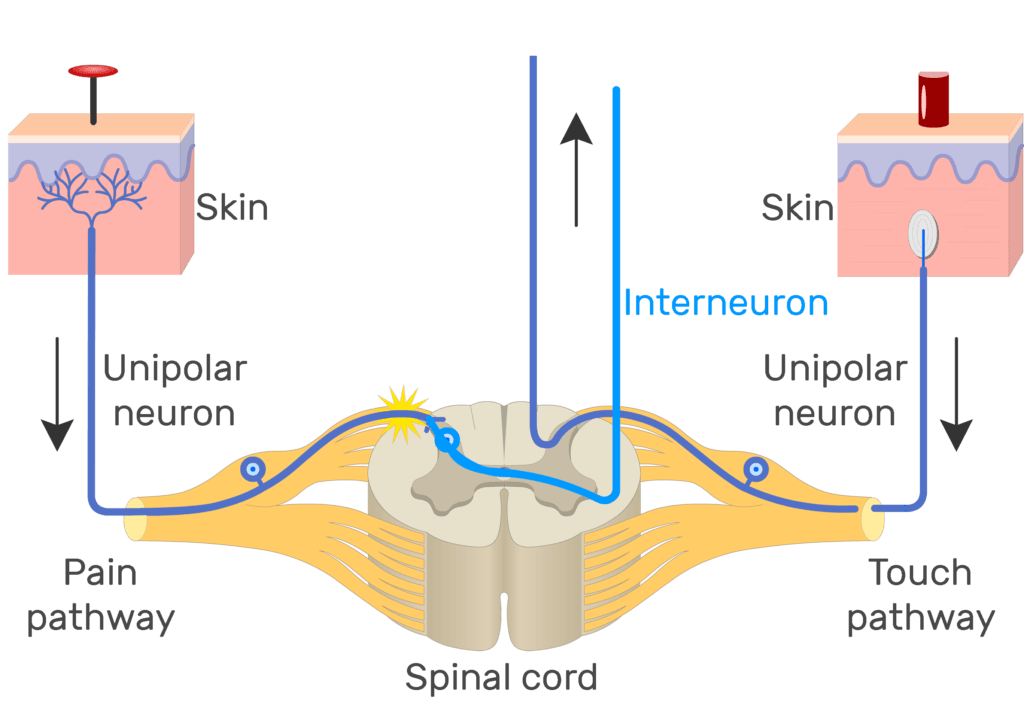 An image showing the action potential moving through pain pathway of a unipolar neuron which connects between the organ and the CNS