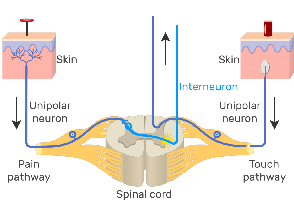 An image showing the action potential moving through pain pathway of a unipolar neuron which connects between the organ and the CNS