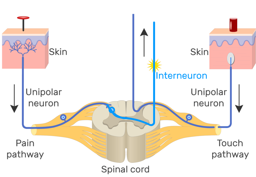 An image showing the action potential moving through pain pathway of a unipolar neuron which connects between the organ and the CNS