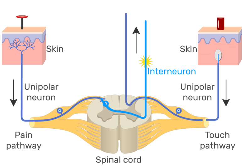Unipolar Neuron - Structure and Functions