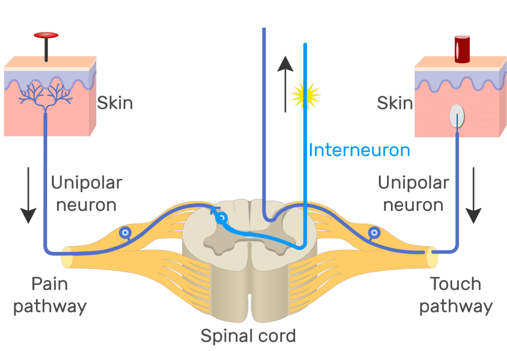 An image showing the action potential moving through pain pathway of a unipolar neuron which connects between the organ and the CNS