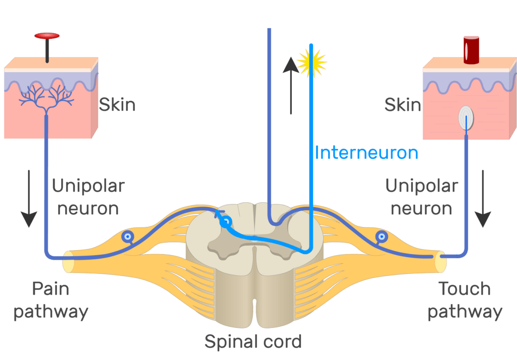 An image showing the action potential moving through pain pathway of a unipolar neuron which connects between the organ and the CNS