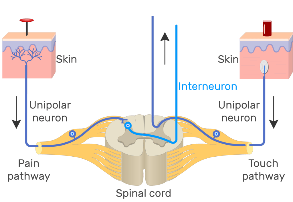 An image showing the action potential moving through pain pathway of a unipolar neuron which connects between the organ and the CNS