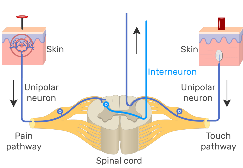An image showing the action potential moving through pain pathway of a unipolar neuron which connects between the organ and the CNS