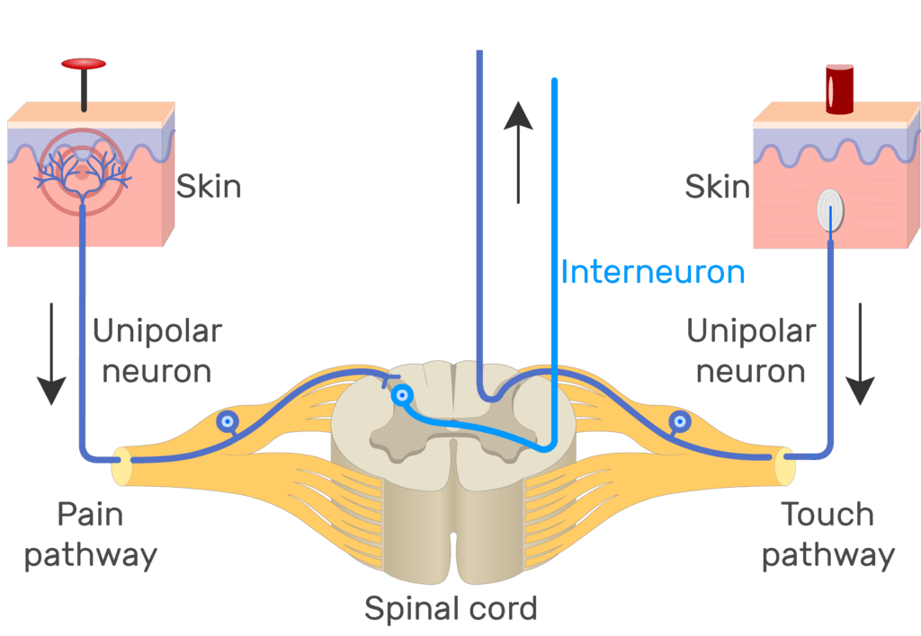 An image showing the action potential moving through pain pathway of a unipolar neuron which connects between the organ and the CNS