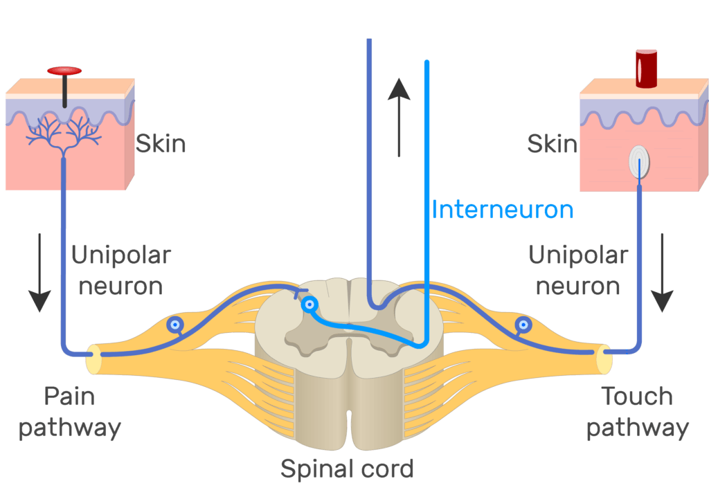 An image showing the action potential moving through pain pathway of a unipolar neuron which connects between the organ and the CNS