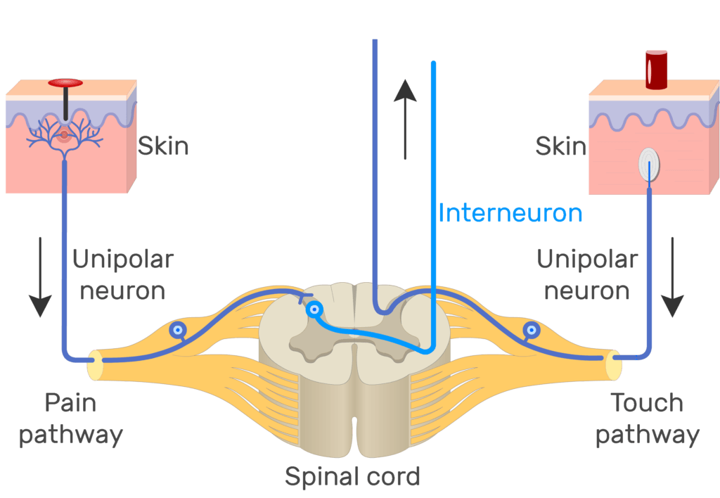 An image showing the action potential moving through pain pathway of a unipolar neuron which connects between the organ and the CNS