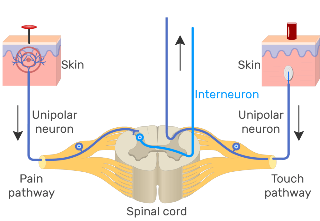 An image showing the action potential moving through pain pathway of a unipolar neuron which connects between the organ and the CNS