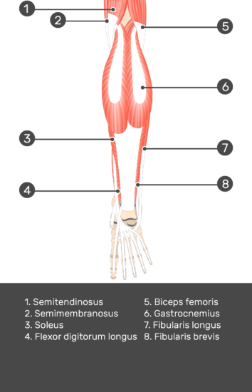 Plantaris Muscle - Attachments, Actions & Innervation