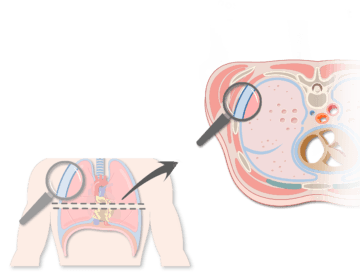 An expanded view of the thorax magnifying the pleura