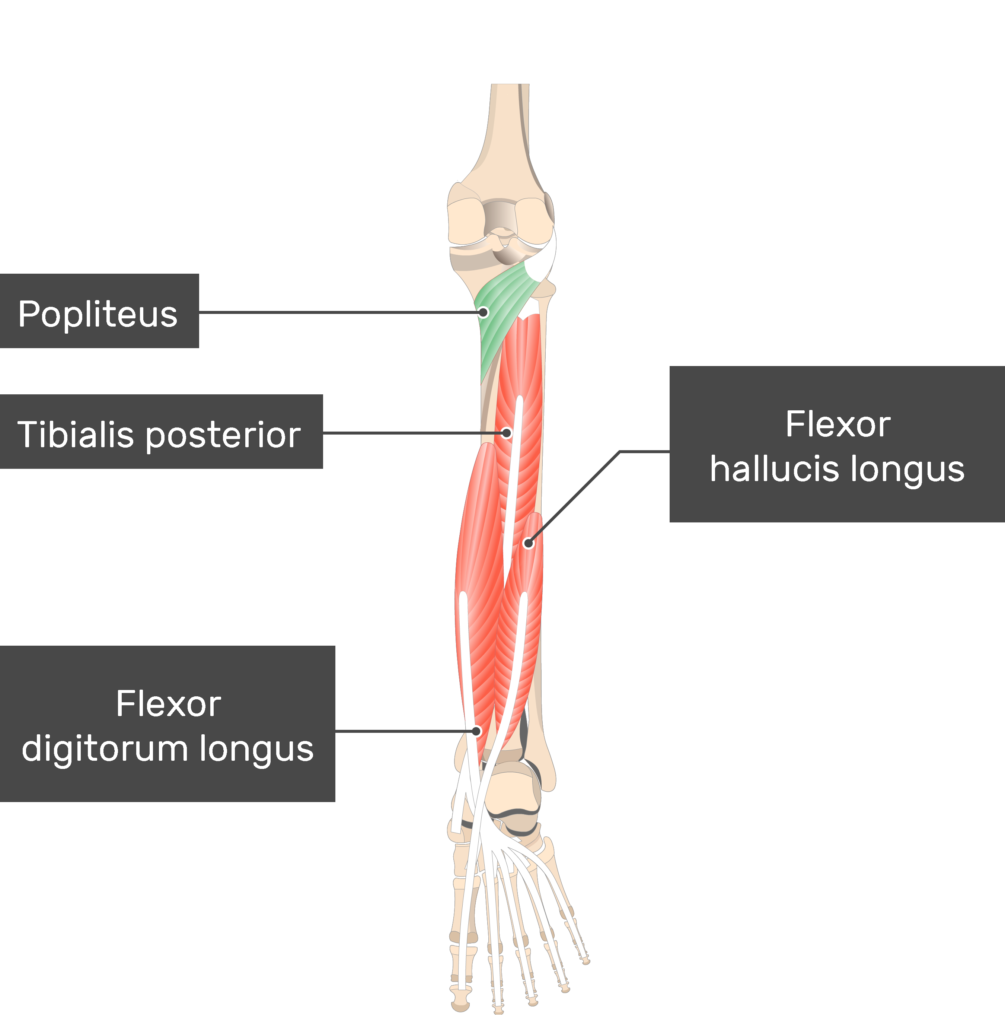 Origin and Insertion of Back Muscles