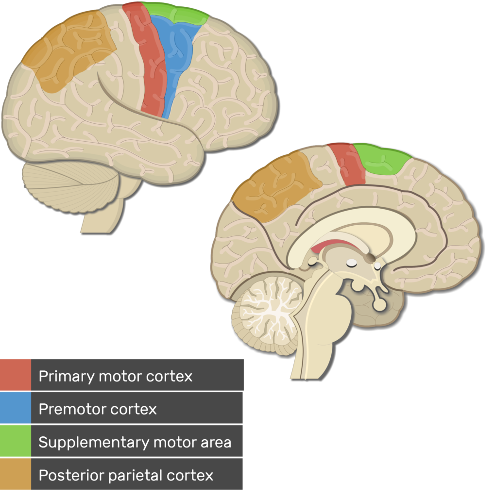 Locations of the primary cortex and related motor areas