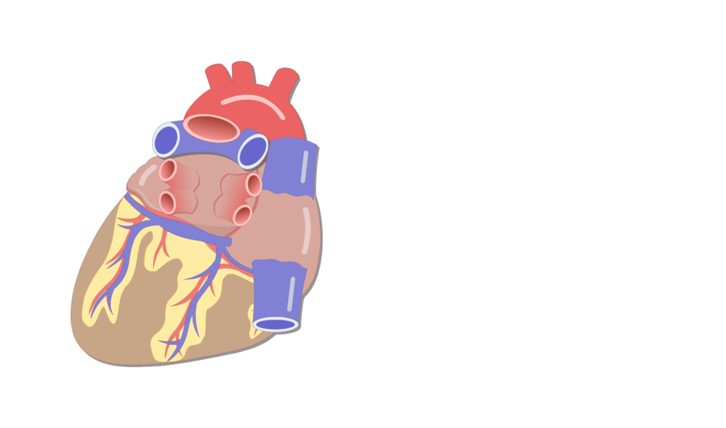 Unlabelled image of the posterior view of the heart - image 2