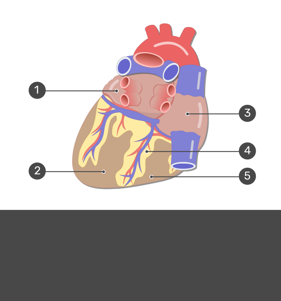 Test yourself image for the posterior view of the heart with answers hidden.