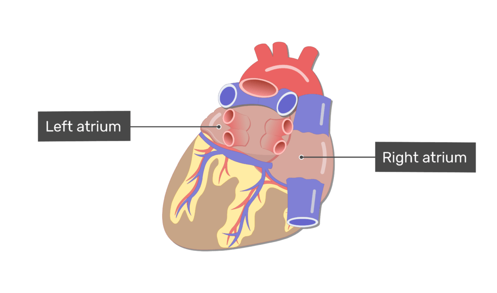 heart anatomy posterior