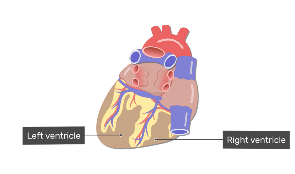 Labelled image fo the right and left ventricle on the posterior side of the heart.