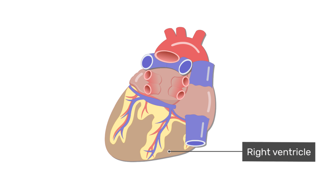 Labelled image of the right ventricle on the posterior side of the heart.