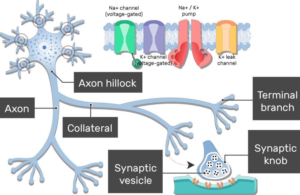 An image showing the action potential generation after neuron stimulation