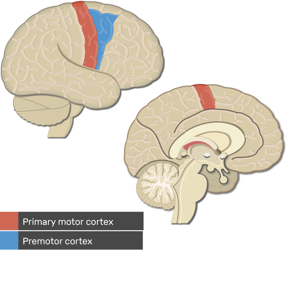 Primary Motor Cortex