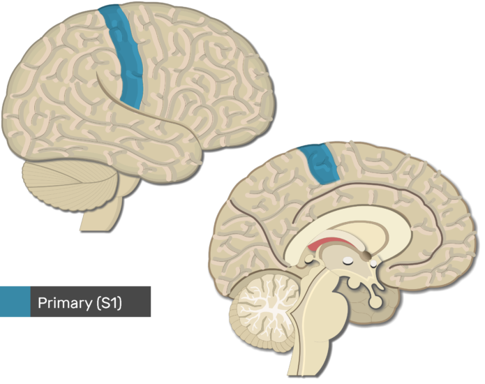 Controling Mothers Mind Tube - Neuralink and the Brain's Magical Future â€” Wait But Why