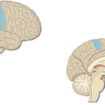 An image showing lateral view of the right hemisphere and medial view of the left hemisphere, the Primary Somatosenory Cortex is highlighted