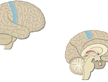 An image showing lateral view of the right hemisphere and medial view of the left hemisphere, the Primary Somatosenory Cortex is highlighted